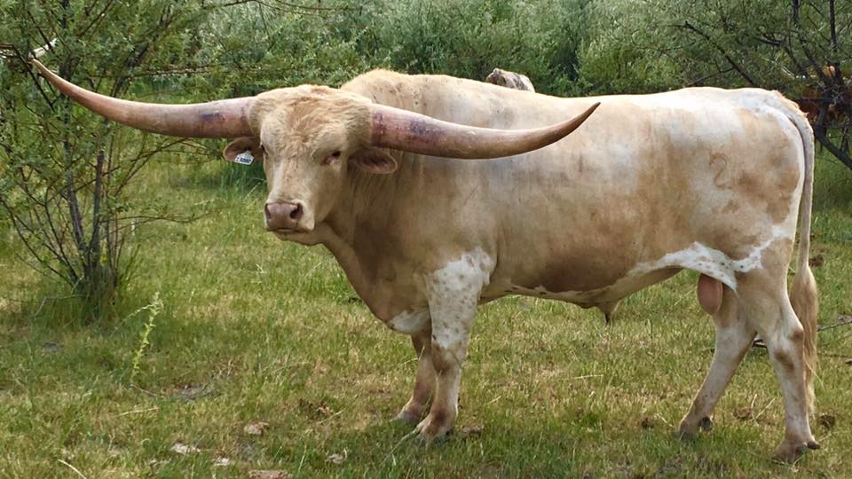Texas Longhorn