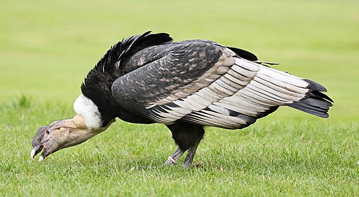 Andean Condor