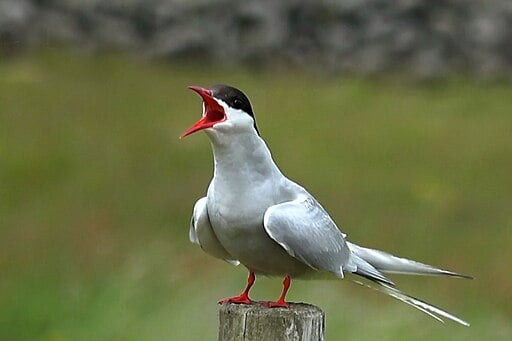 Arctic Tern