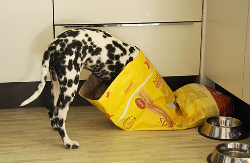 Dog Sniffing in Food Bag