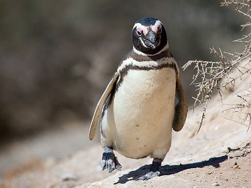 Waddling Penguin