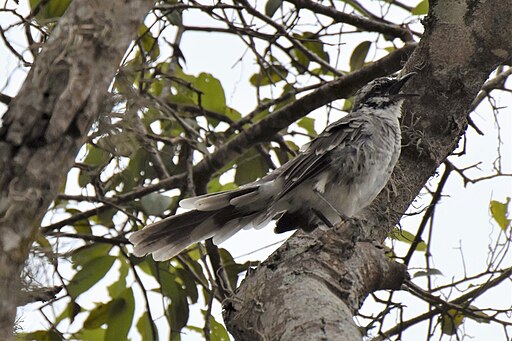 Mockingbird
