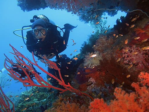 Diver