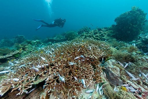 A diver swims across an area of damaged reef