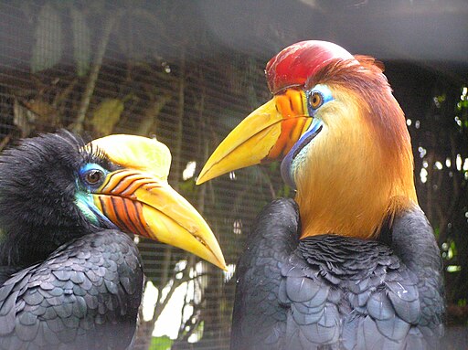 Red-Knobbed Hornbill