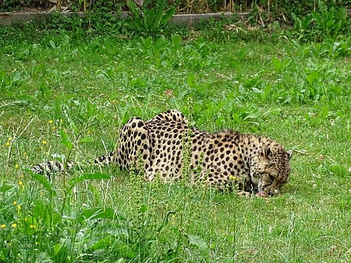 Cheetah Eating