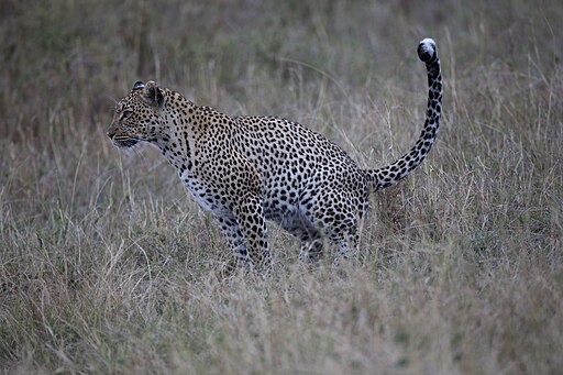 African Leopard