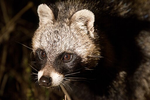 African civet