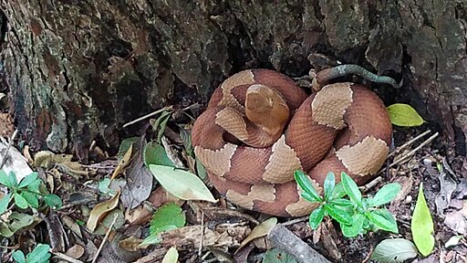 Broad-banded Copperhead