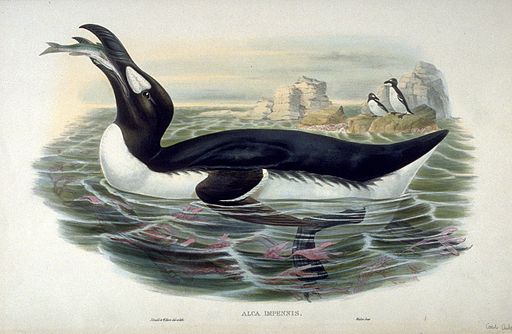 The Great Auk