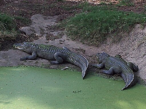 American alligators