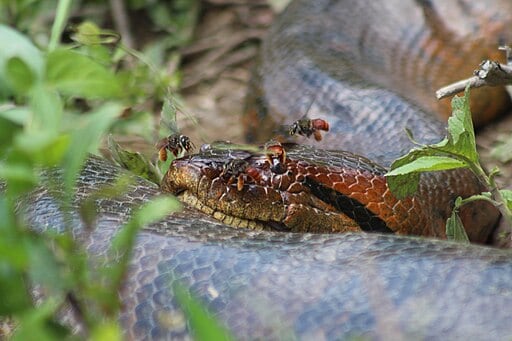 Anaconda