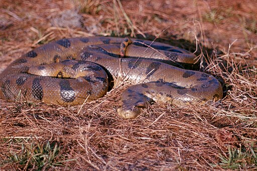 Anaconda coiled in grass
