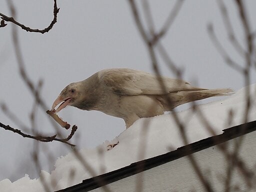 Anchorage White Raven