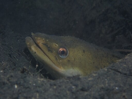 Eel head