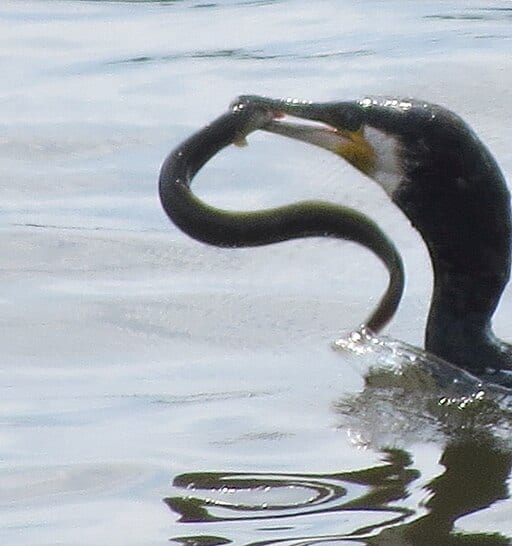 Anguilla anguilla preyed by Phalacrocorax carbo