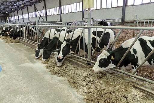 Animal husbandry in Tula Oblast