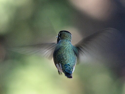 Anna's Hummingbird