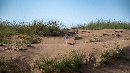 Arabian Gazelle