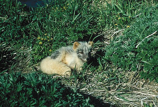 Arctic fox lying in grass near water