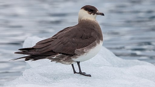 Arctic skua