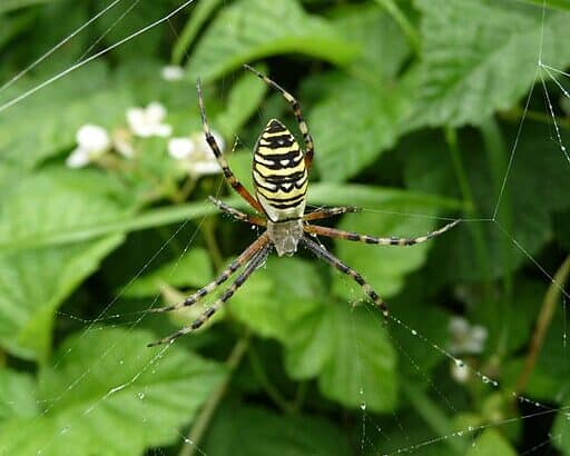 Wasp Spider