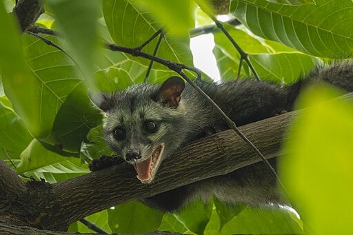 Asian palm civet