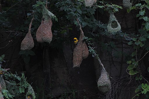 Baya Weaver birds