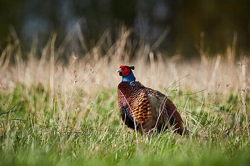 ring-necked pheasant