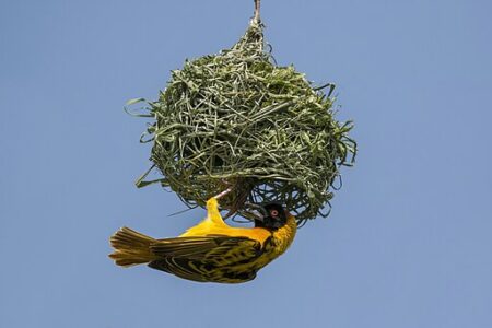 5 Extraordinary Nesting Habits of the Weaver Bird