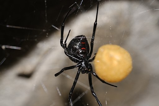 Black Widow Spider with Eggsack