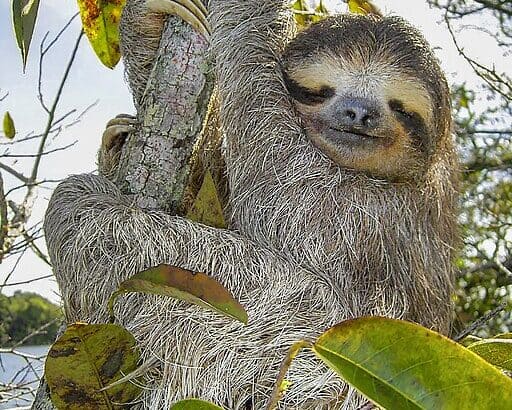 The Evolutionary Secret Behind the Sloth’s Slow Movement