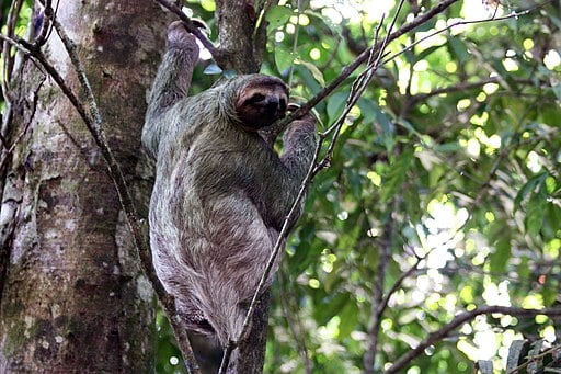 Brown-throated three-toed sloth female