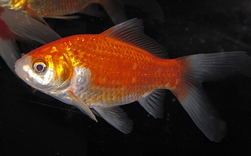 Goldfish