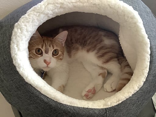 House Cat
