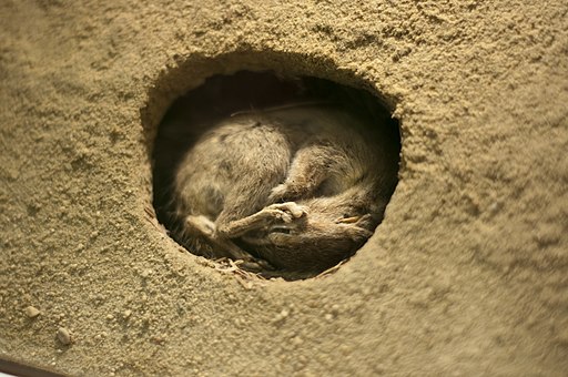 Chipmunk Hibernation
