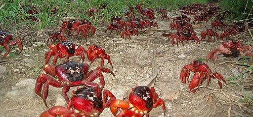 Red crab