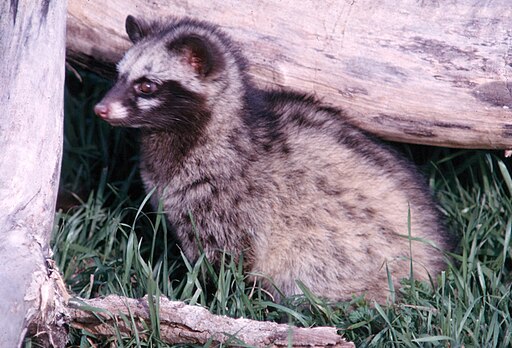 Common palm civet