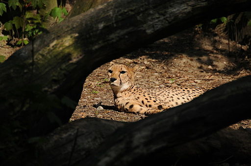 Cheetah