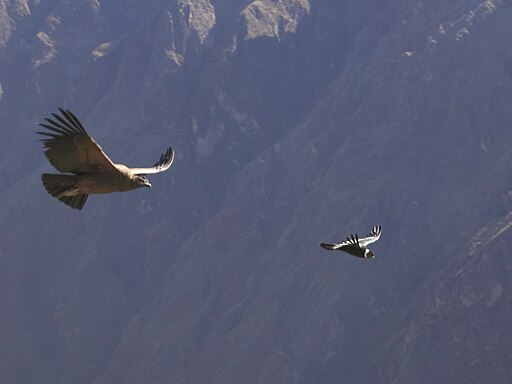 Andean Condor