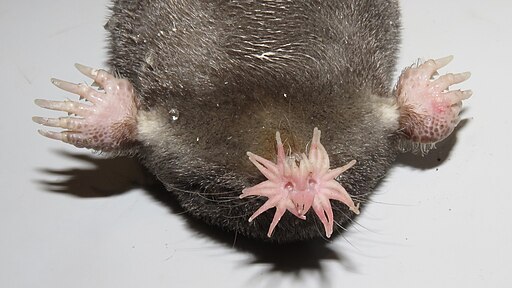 Star-nosed Mole