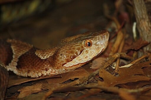 Copperhead Snake