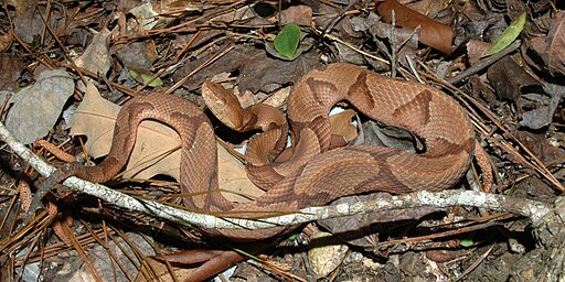 Copperhead