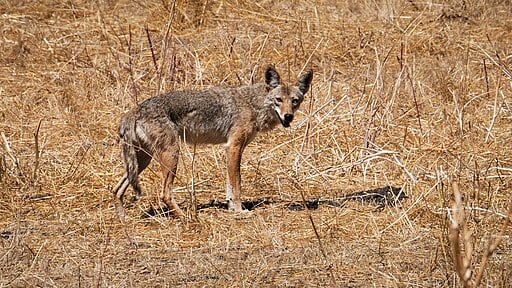 A coyote crosses drought stricken grassland