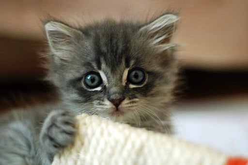 Cute Grey Kitten