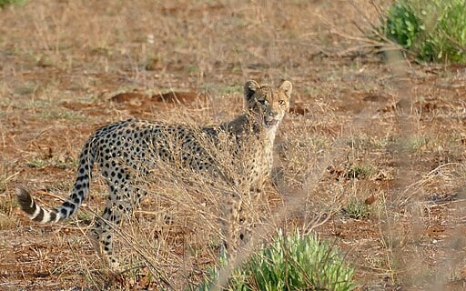 Cheetah