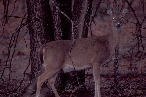 Deer at Dusk