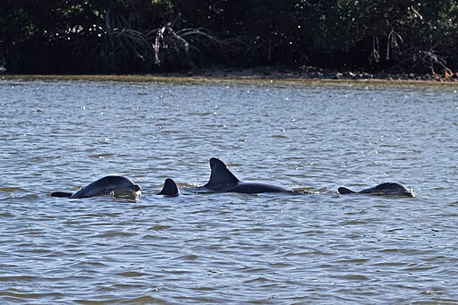 Dolphins hunting