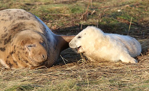 Grey Seal pupping and breeding season