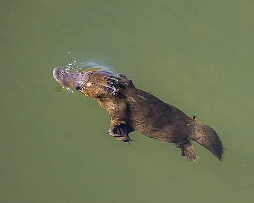 25 Mind-Blowing Animal Facts That Sound Fake but Are True